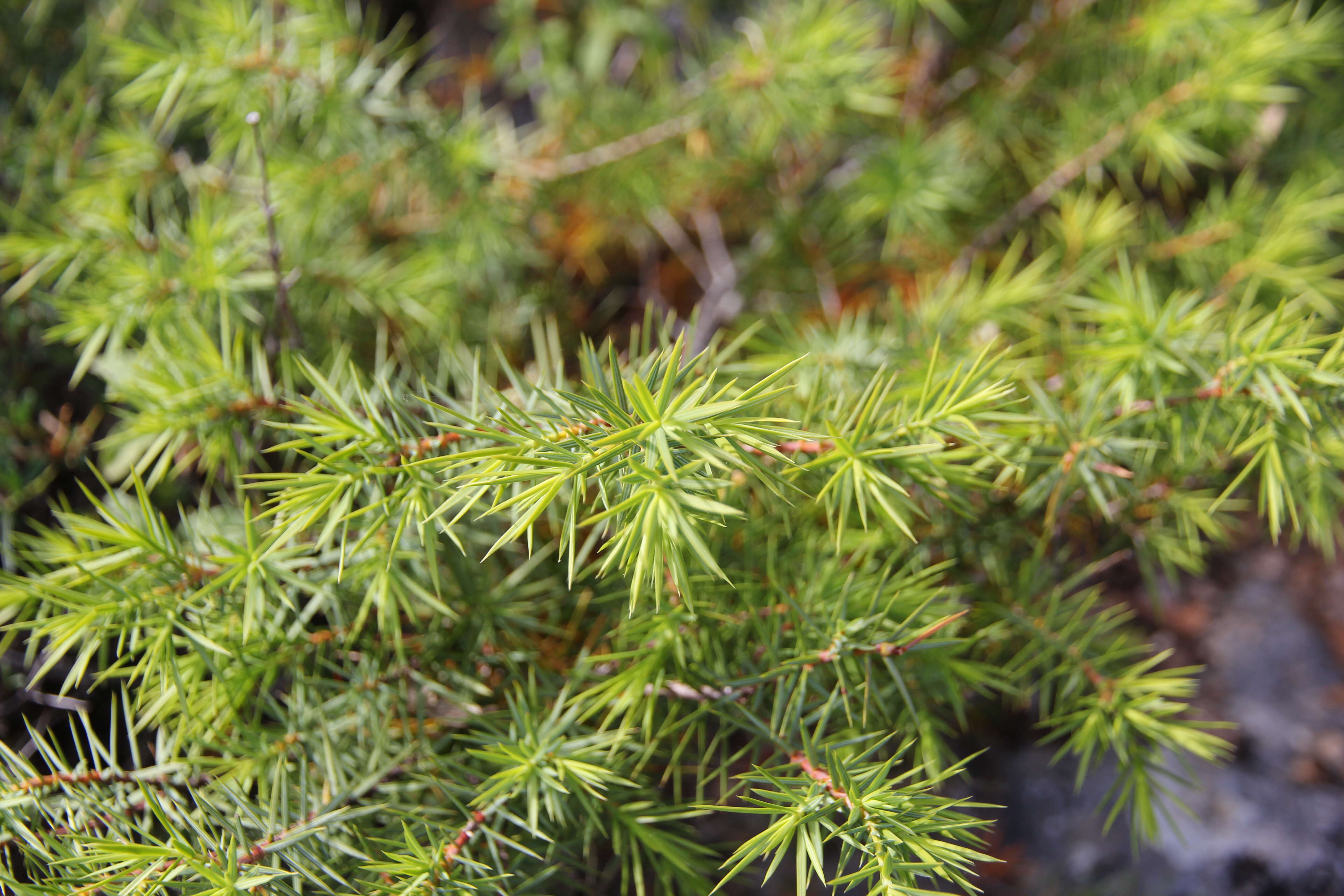 Image of Prickly Juniper