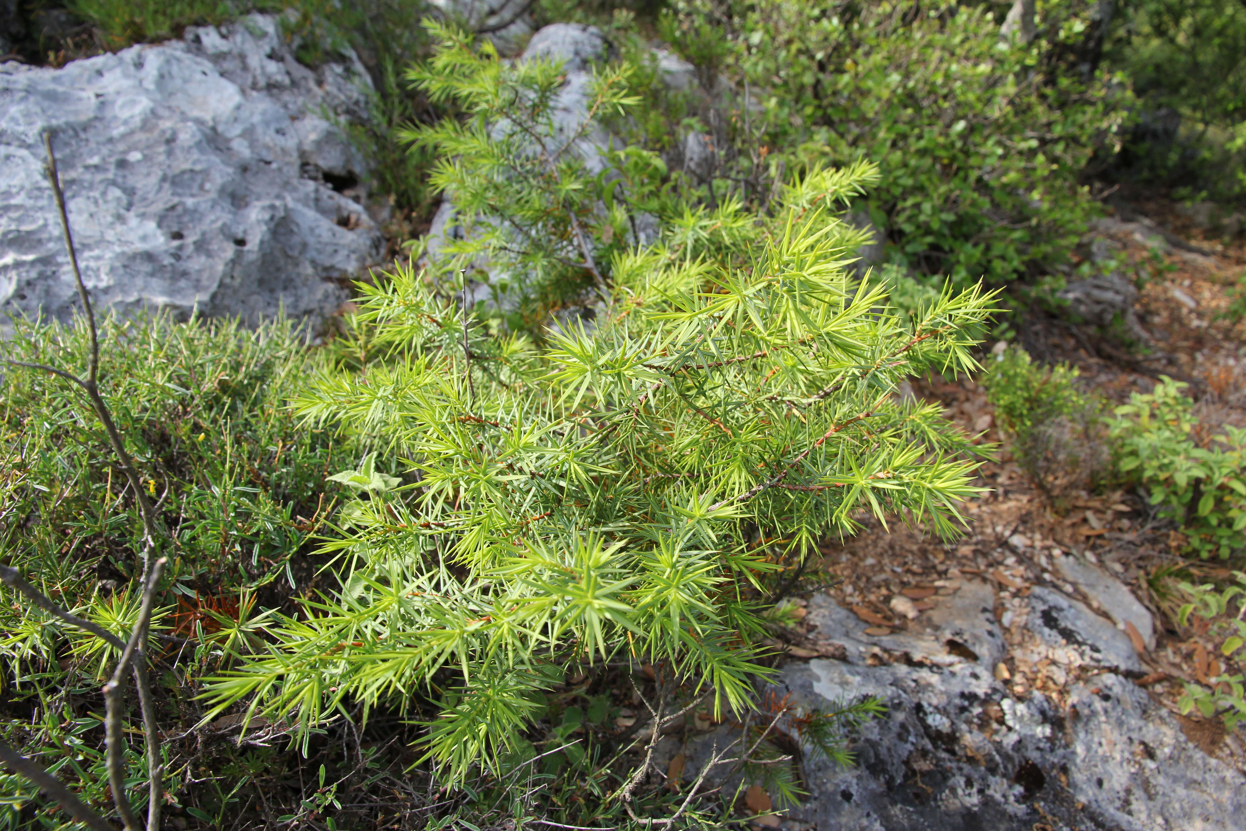 Image of Prickly Juniper