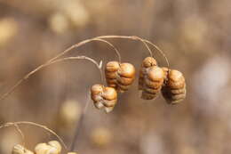 Image of big quakinggrass