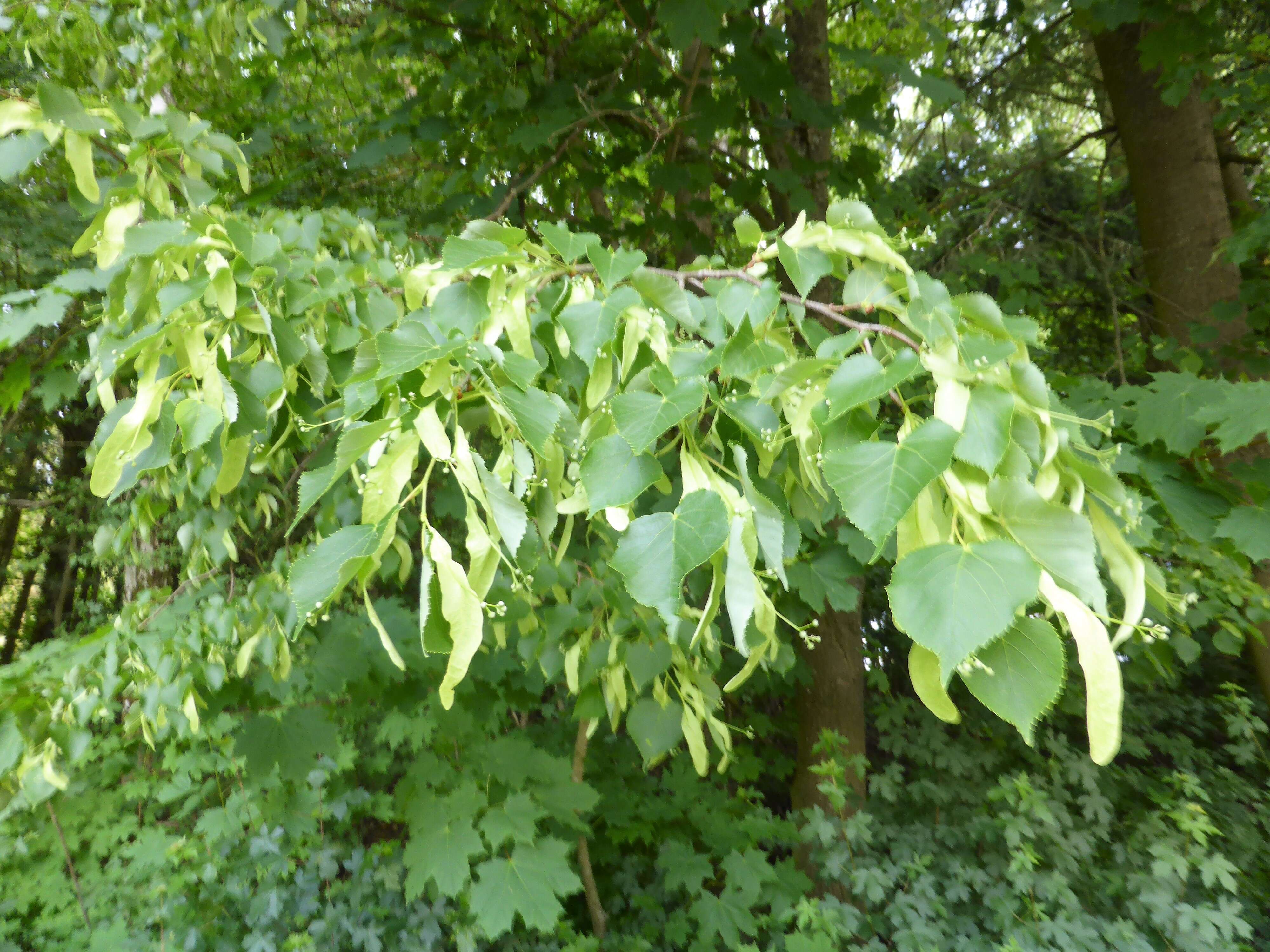 Image of Basswood