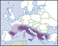 Image of Unio mancus Lamarck 1819