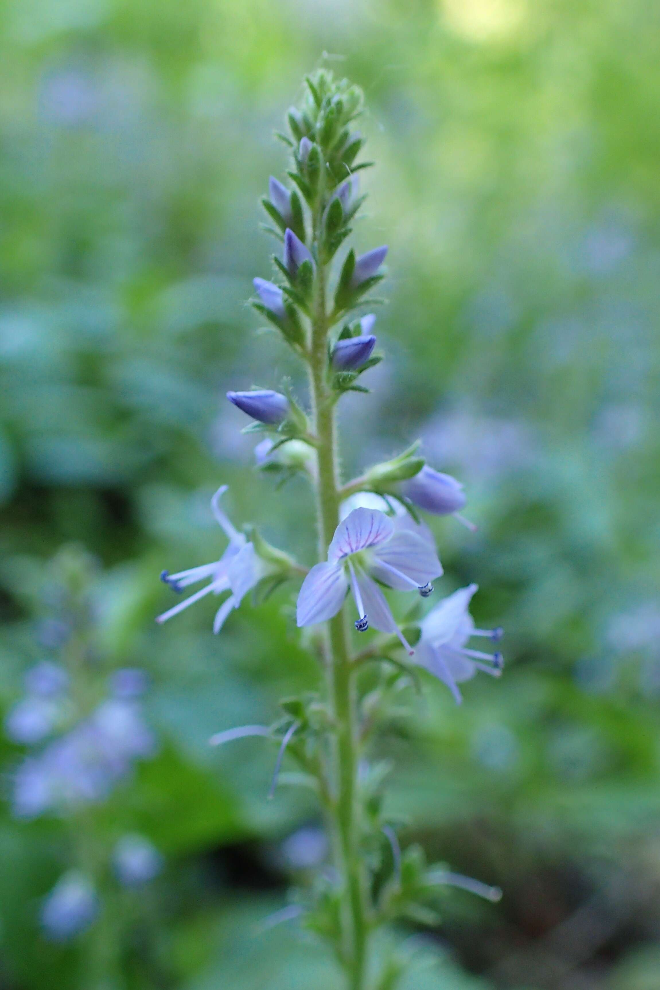 Image of Health Speedwell