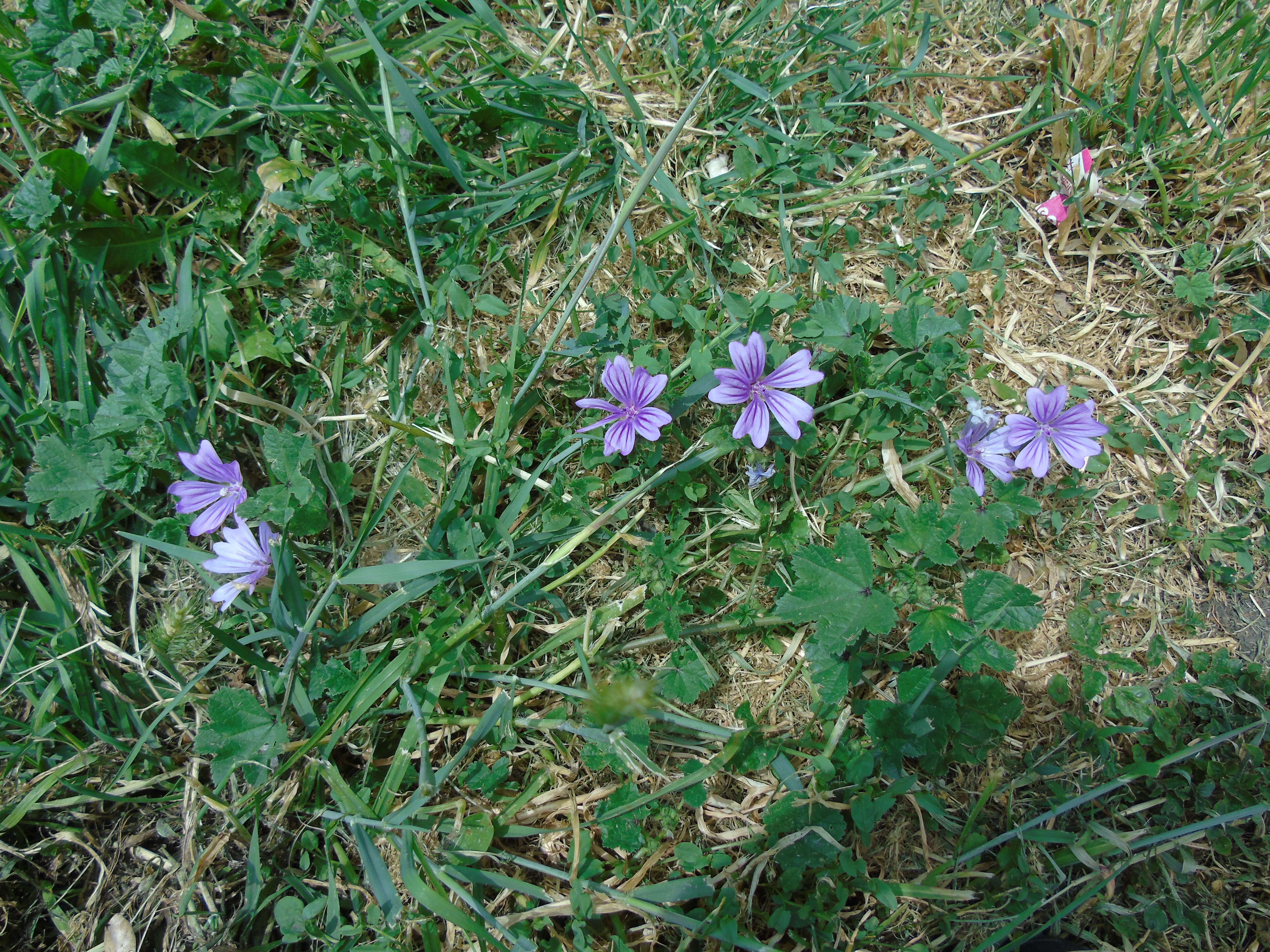 Image of high mallow