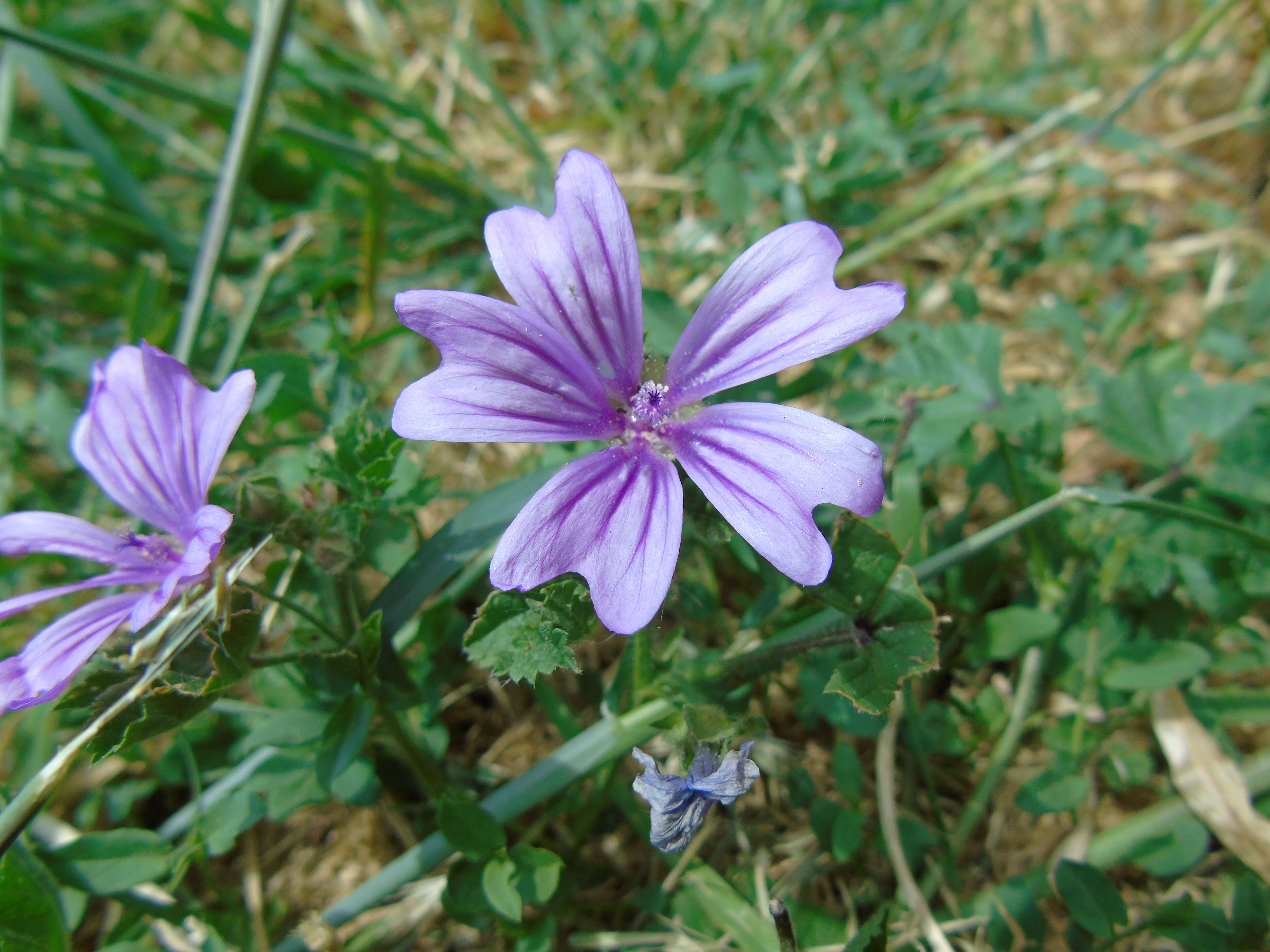 Image of high mallow