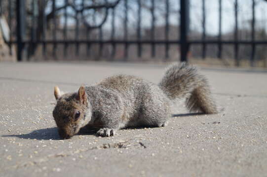 Image of Sciurus subgen. Sciurus Linnaeus 1758