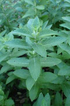 Imagem de Mentha longifolia (L.) Huds.