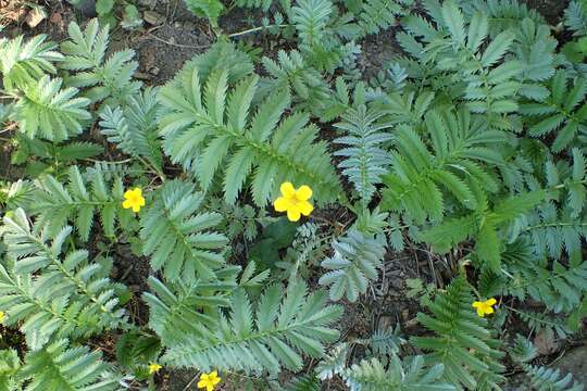 Image of silverweed cinquefoil