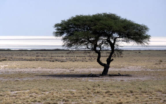 Imagem de Vachellia tortilis (Forssk.) Galasso & Banfi