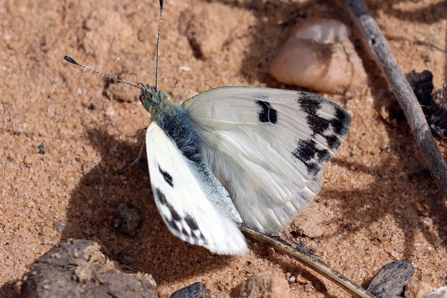 Image of Bath White