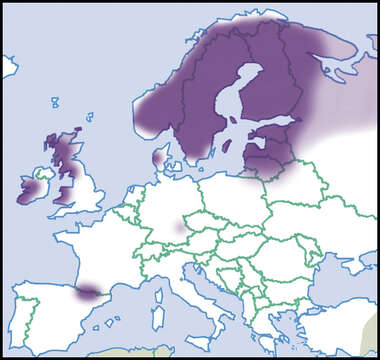 Imagem de Vertigo lilljeborgi (Westerlund 1871)