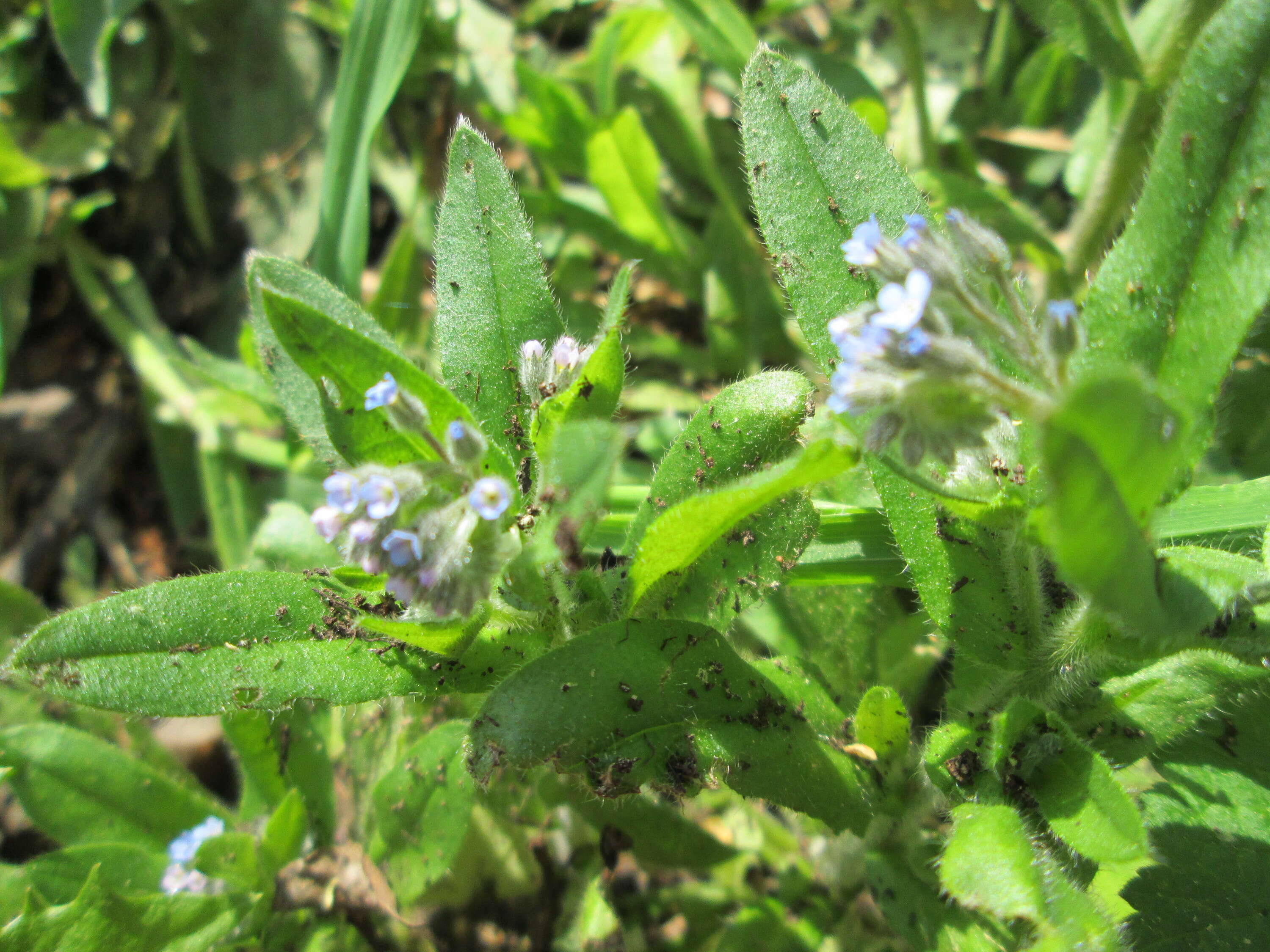 Image of field forget-me-not