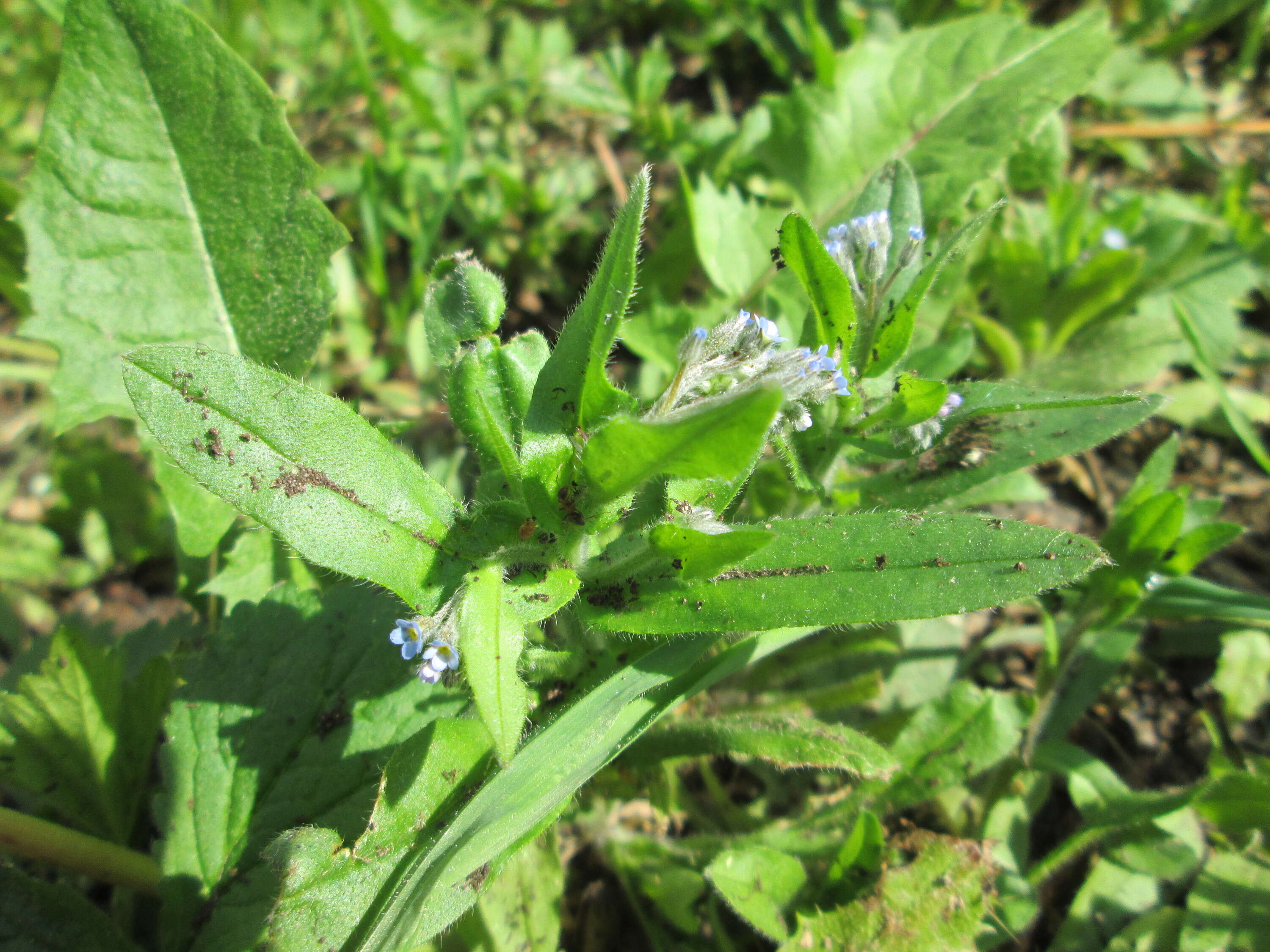 Слика од Myosotis arvensis (L.) Hill