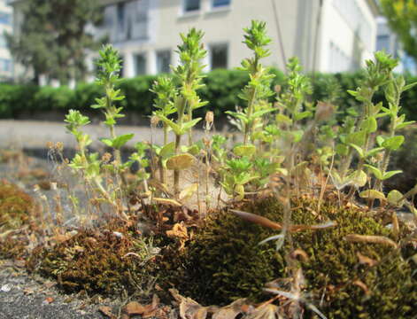 Image of common speedwell