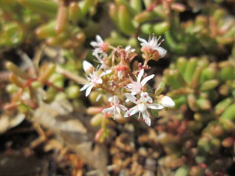 Image of White Stonecrop