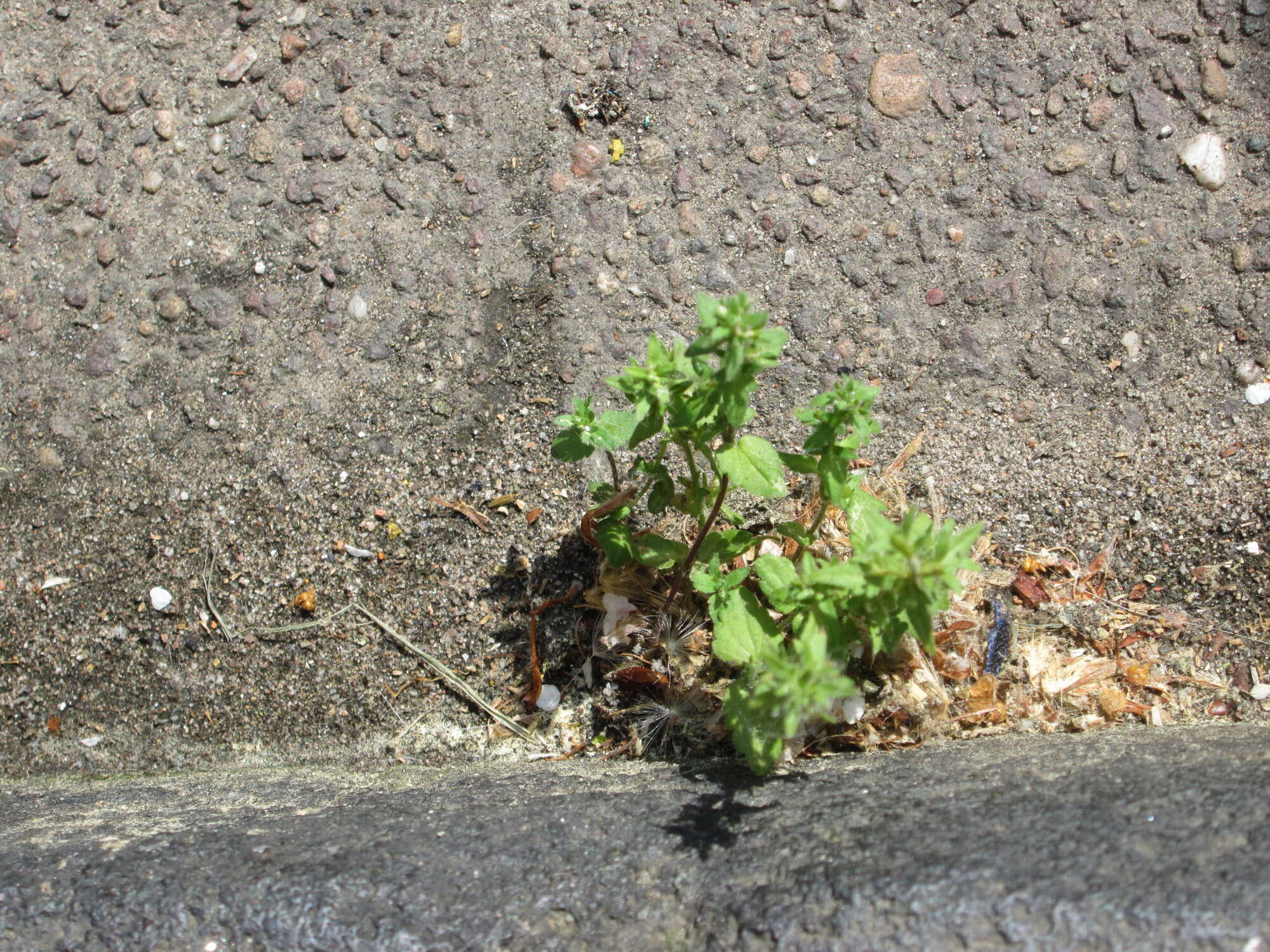 Image of common speedwell