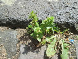 Image of common speedwell