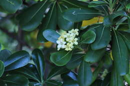 Image de Pittosporum tobira (Murray) Aiton fil.