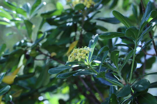 Image de Pittosporum tobira (Murray) Aiton fil.