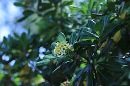 Image de Pittosporum tobira (Murray) Aiton fil.