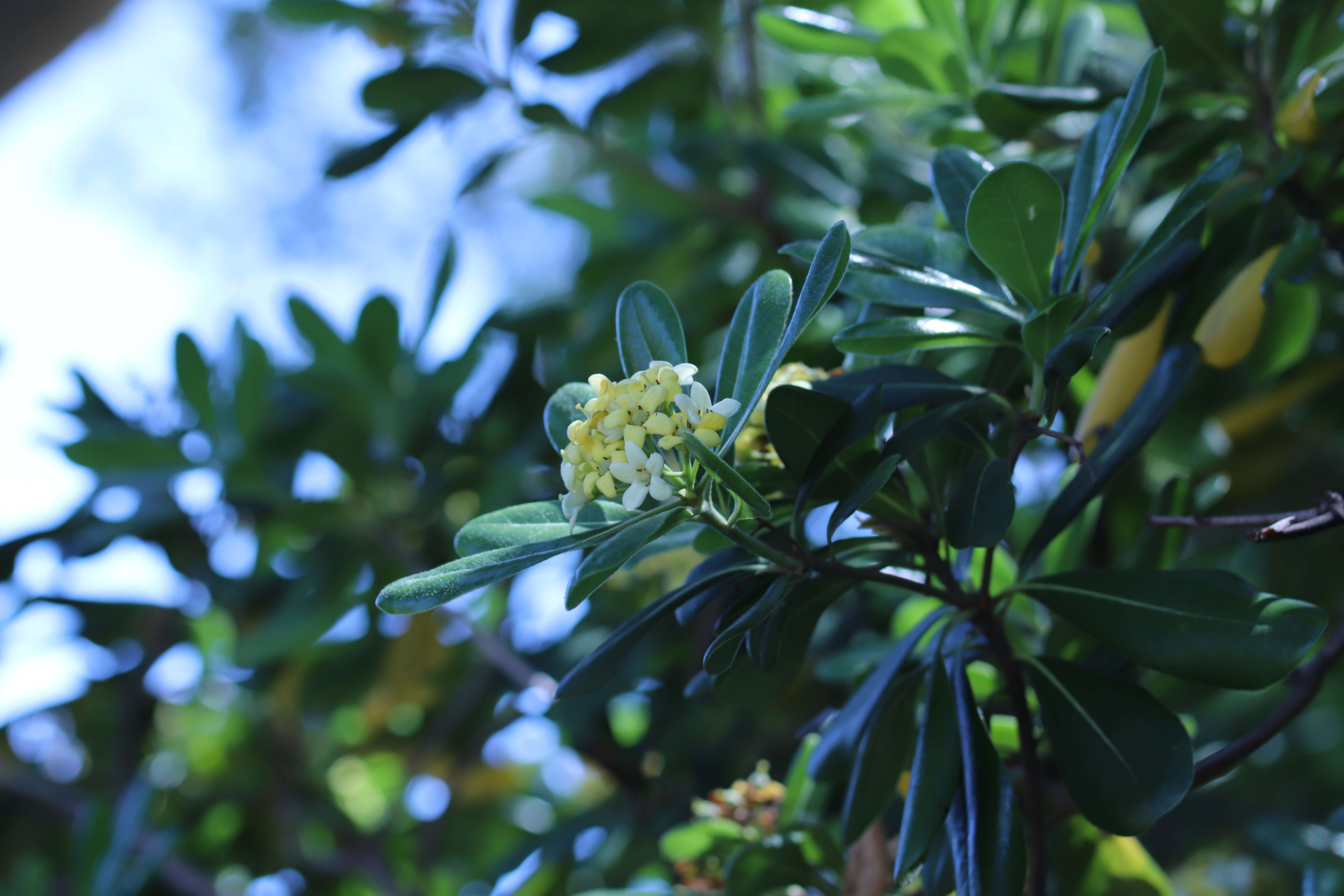 Image de Pittosporum tobira (Murray) Aiton fil.