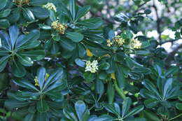 Image de Pittosporum tobira (Murray) Aiton fil.