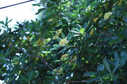 Image de Pittosporum tobira (Murray) Aiton fil.