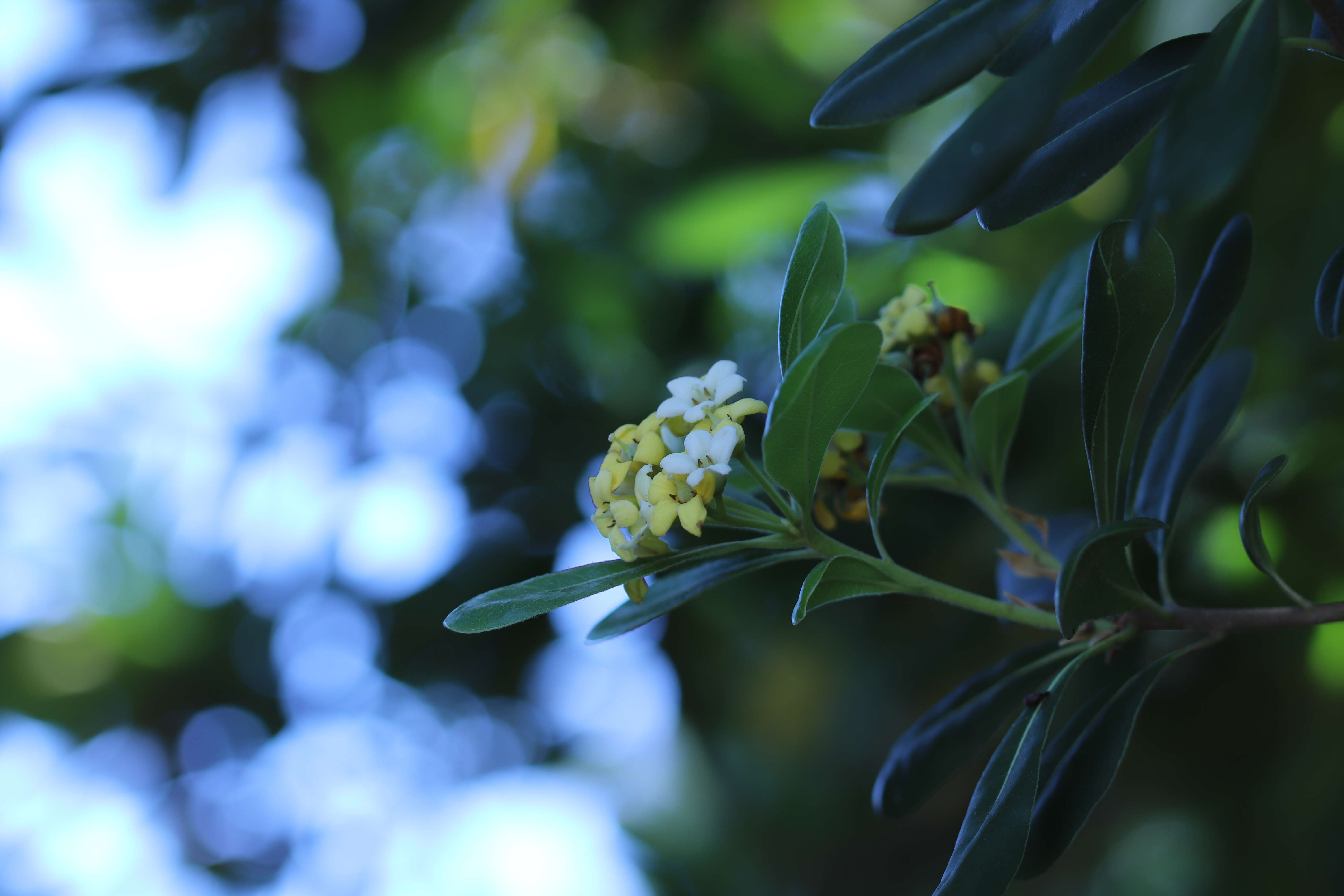 Image de Pittosporum tobira (Murray) Aiton fil.