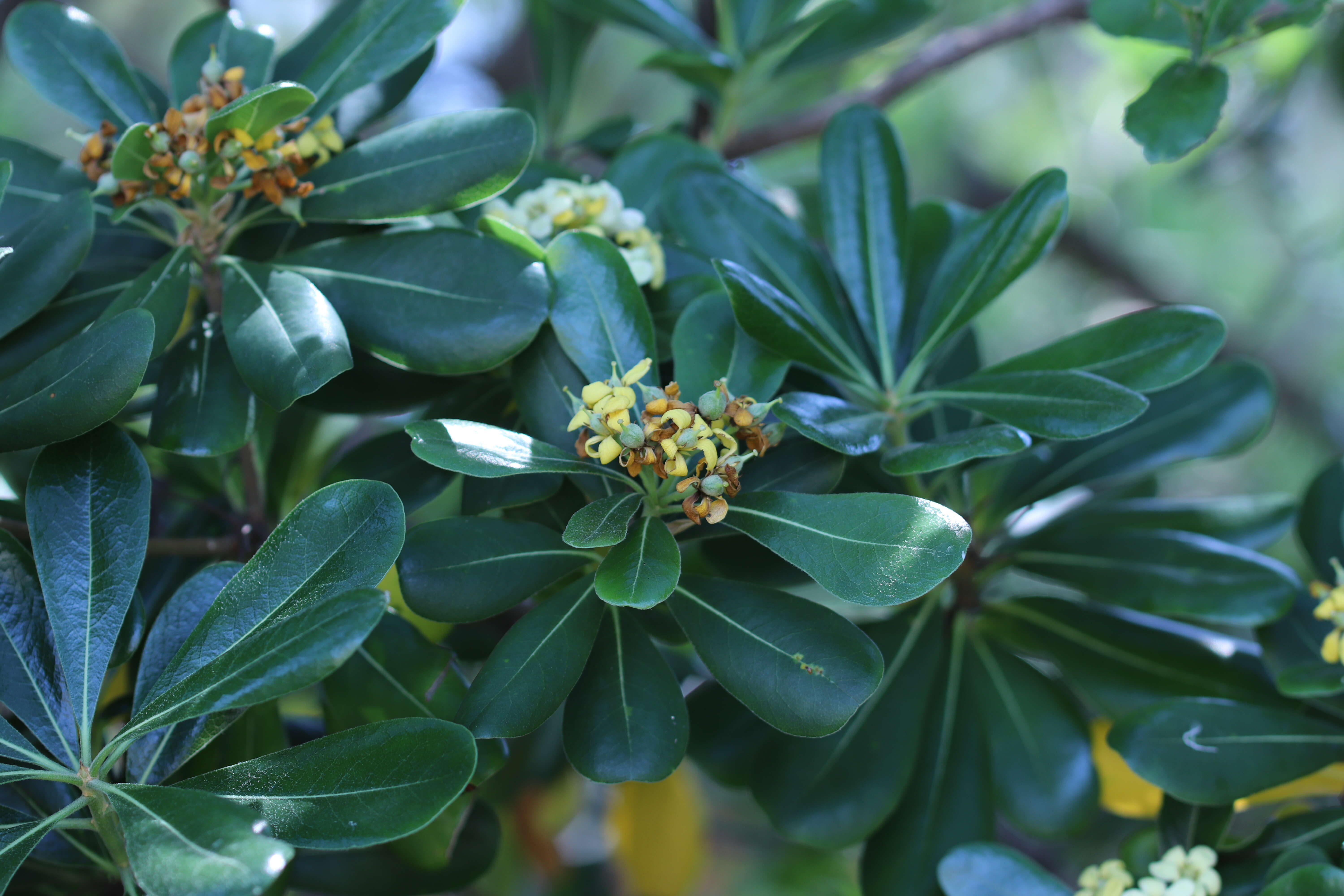 Image de Pittosporum tobira (Murray) Aiton fil.