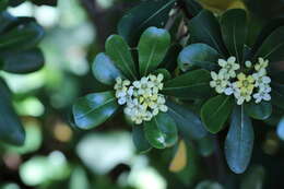 Image de Pittosporum tobira (Murray) Aiton fil.