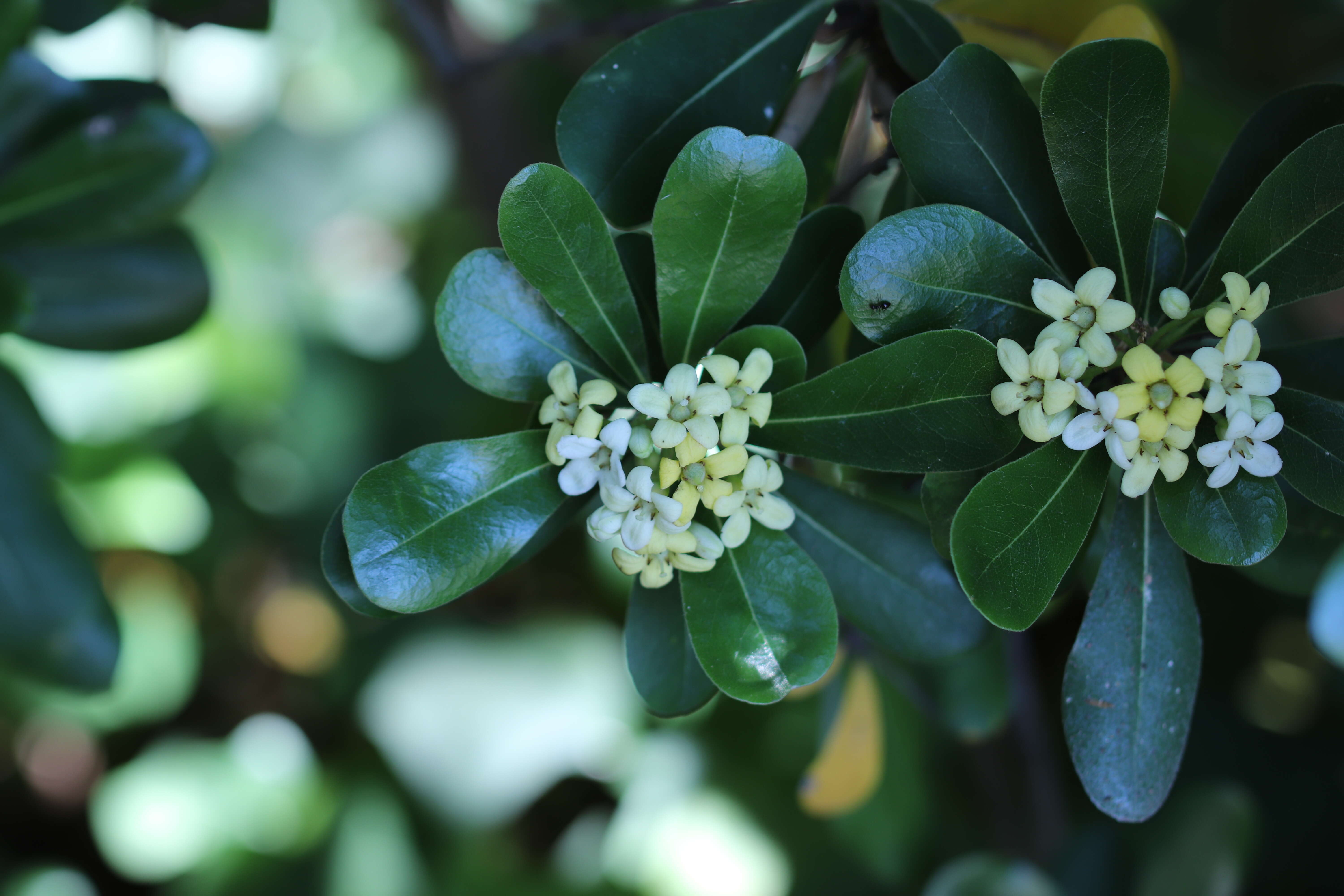 Image de Pittosporum tobira (Murray) Aiton fil.