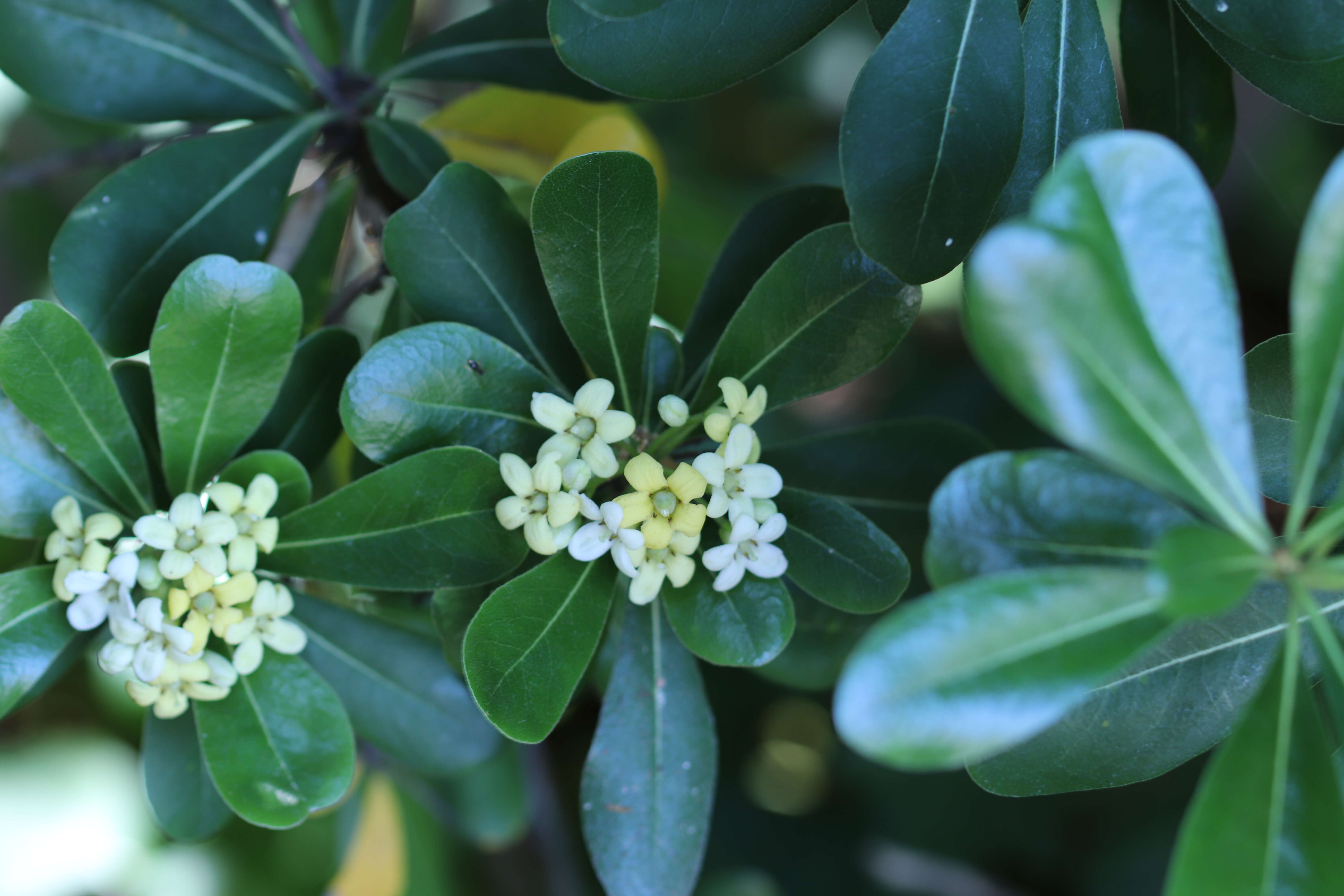 Image de Pittosporum tobira (Murray) Aiton fil.