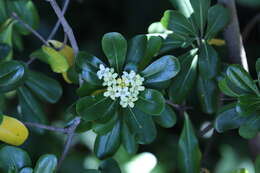 Image de Pittosporum tobira (Murray) Aiton fil.