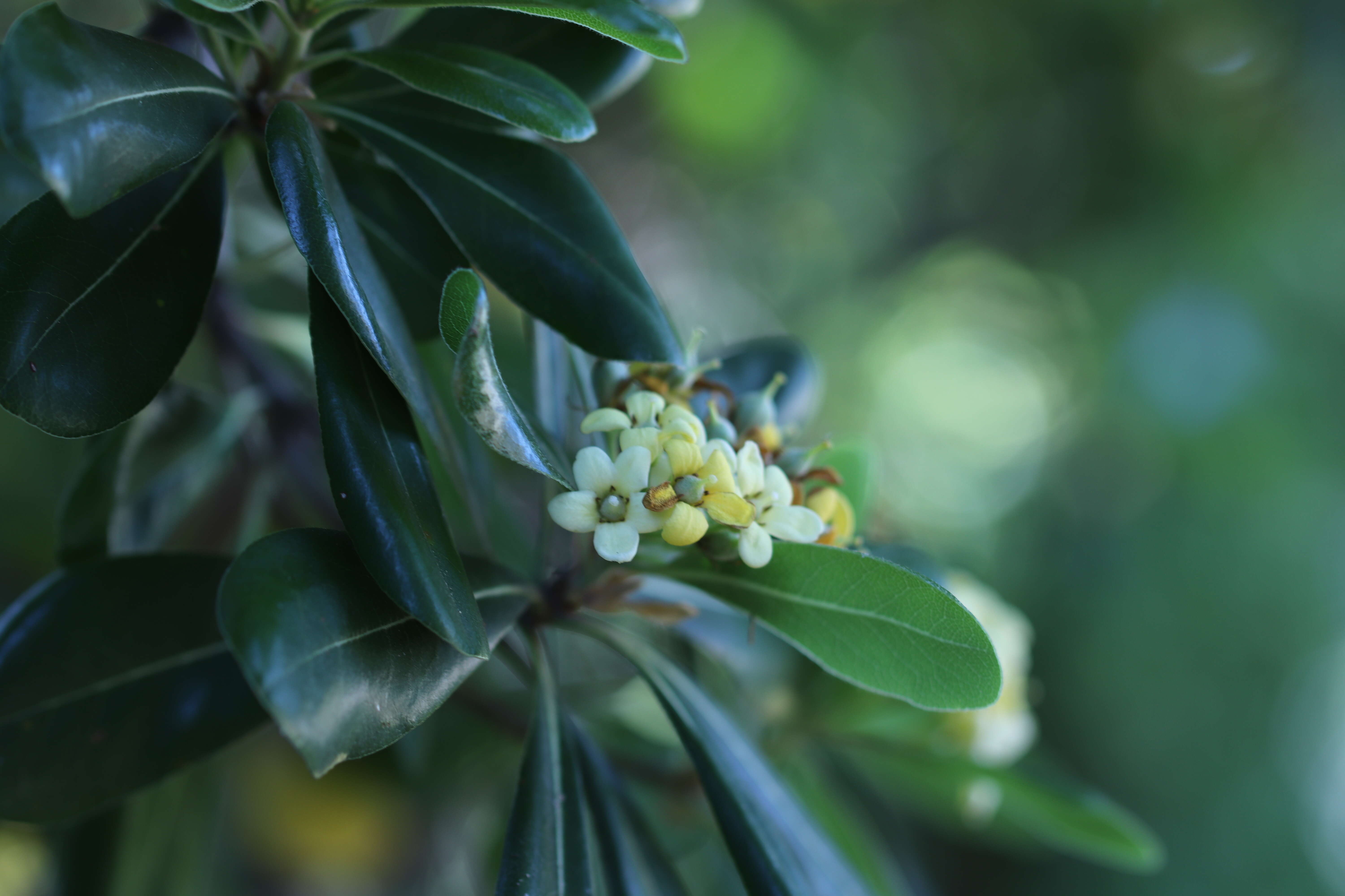 Image de Pittosporum tobira (Murray) Aiton fil.