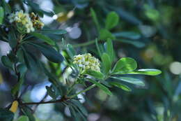 Image de Pittosporum tobira (Murray) Aiton fil.