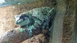 Image of Amazon Milk Frog