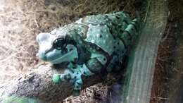 Image of Amazon Milk Frog