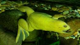 Image of African clawed frog