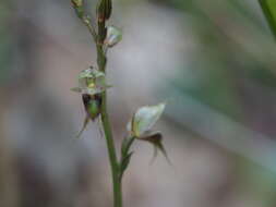 Imagem de Acianthus fornicatus R. Br.