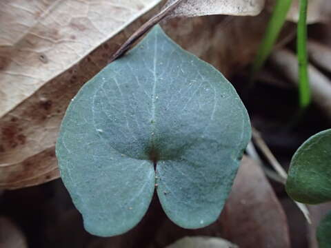 Image de Acianthus fornicatus R. Br.