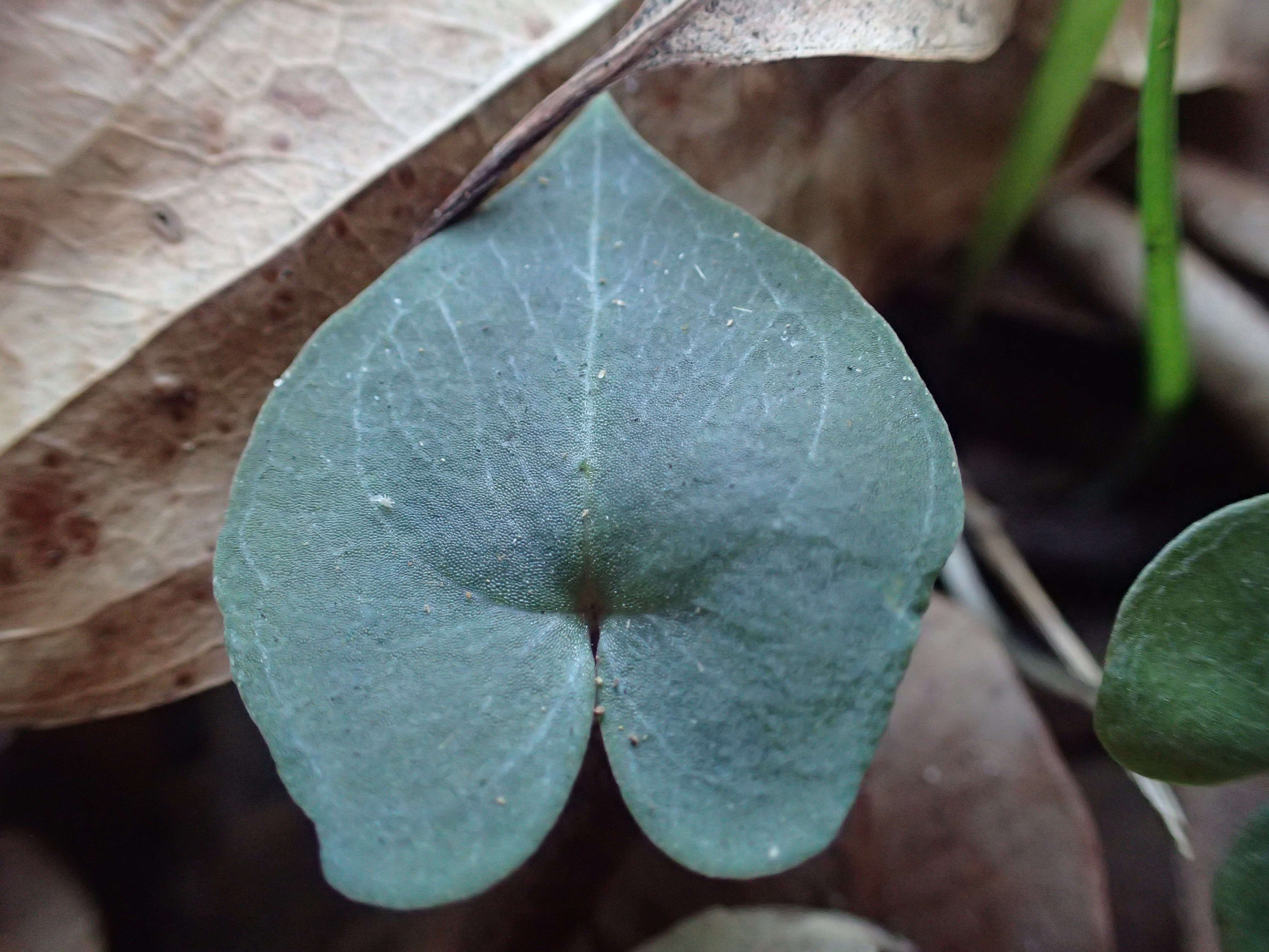 Imagem de Acianthus fornicatus R. Br.