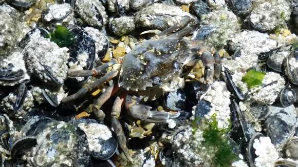 Image of Acorn barnacle