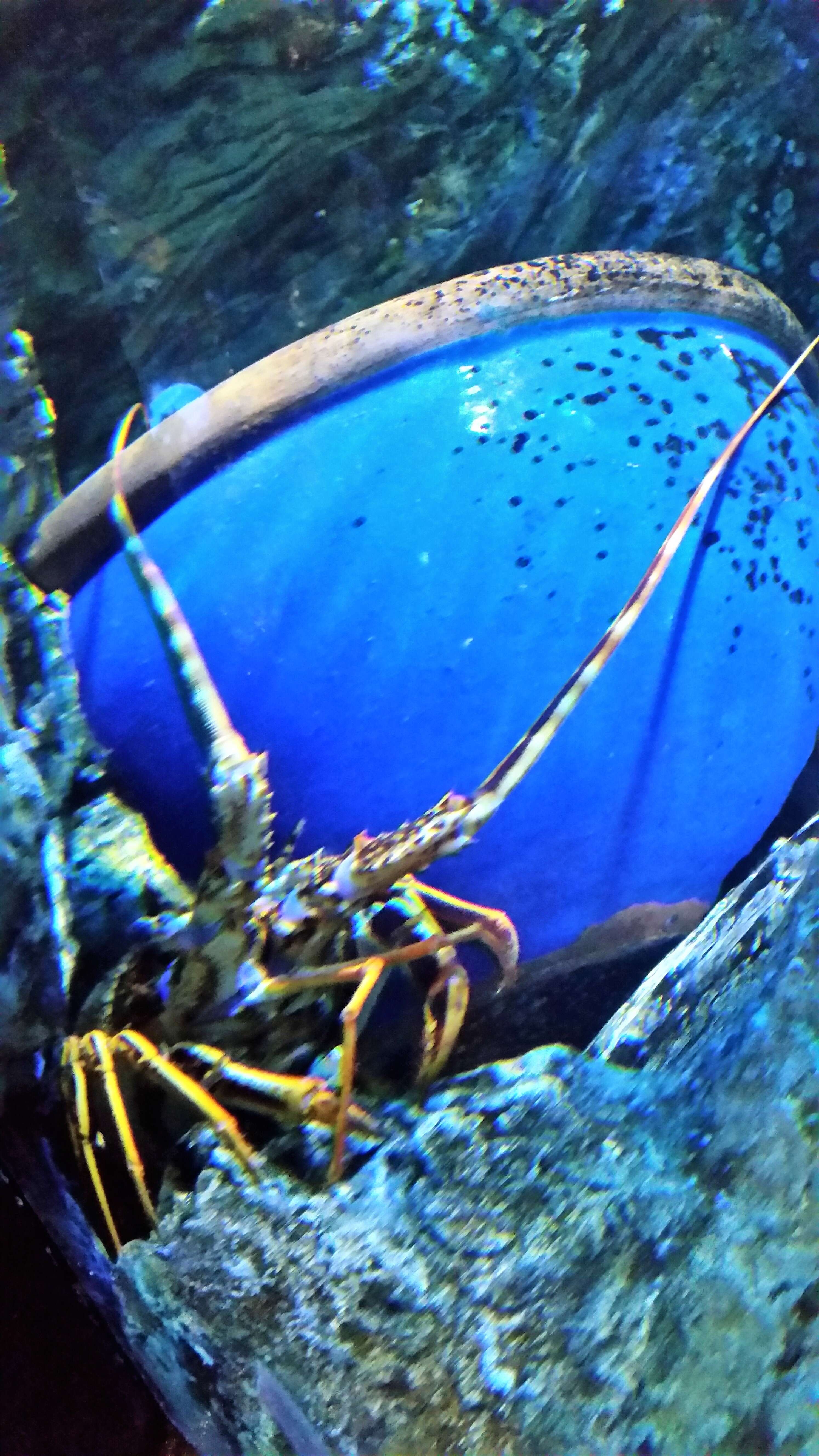 Image of Common Spiny Lobster