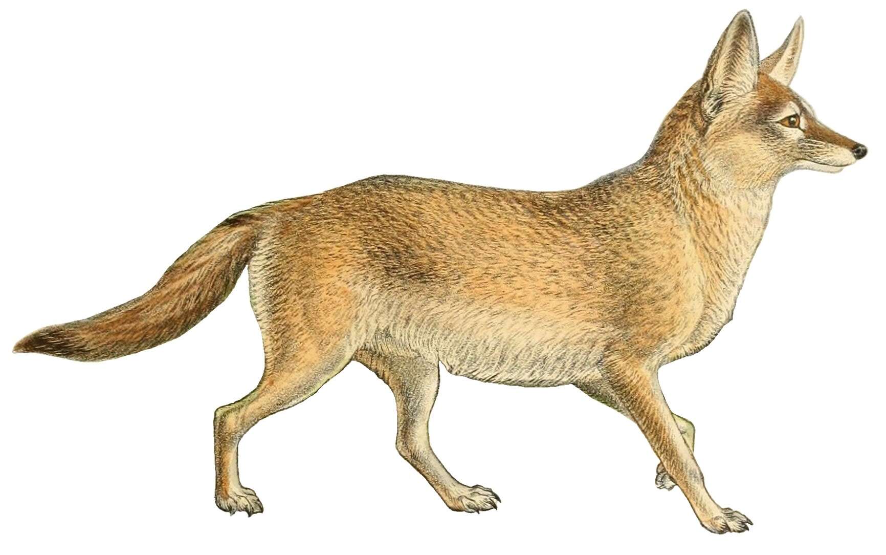 Image of African Sand Fox