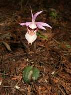 Image of calypso orchid