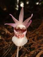 Image of calypso orchid