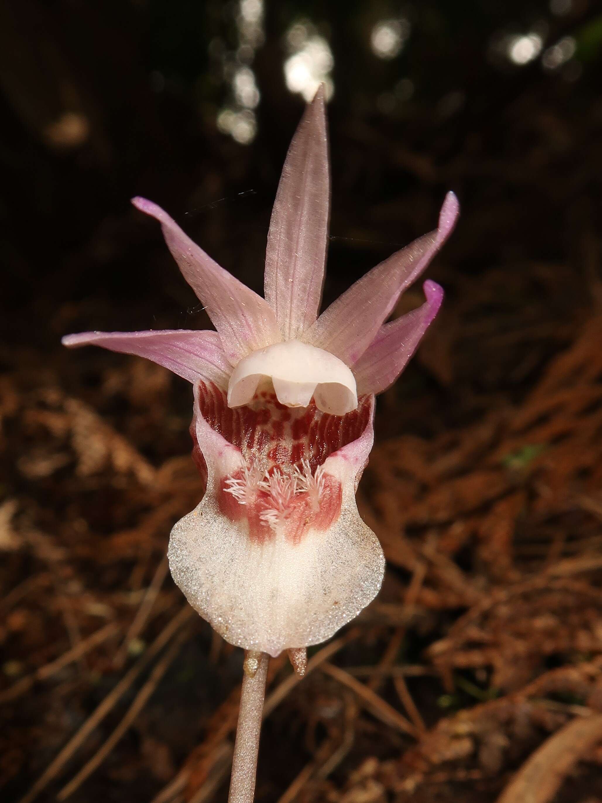 Image of calypso orchid