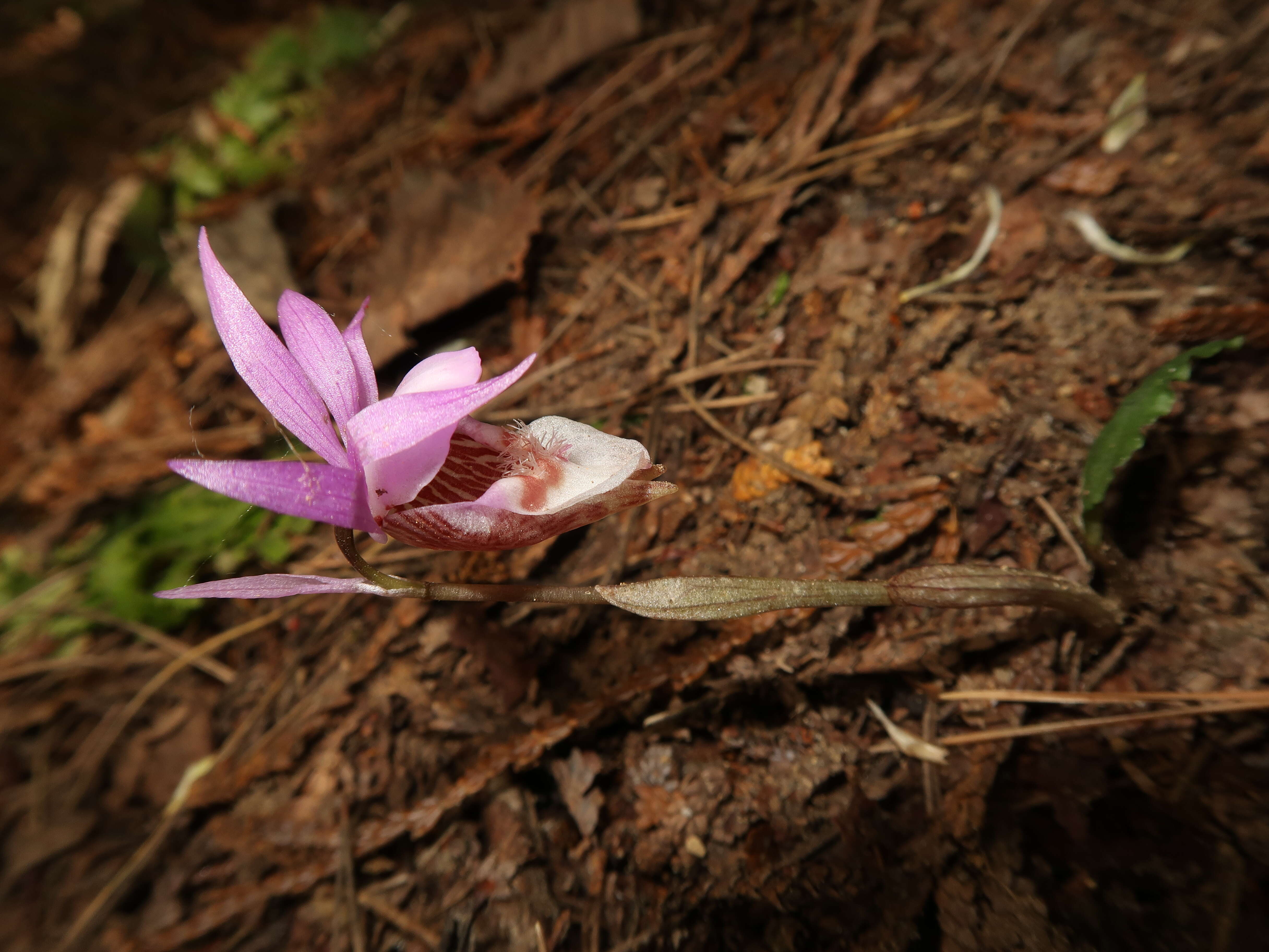 Image of calypso orchid