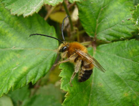 Image of Eucera longicornis (Linnaeus 1758)