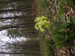 Image of oxlip