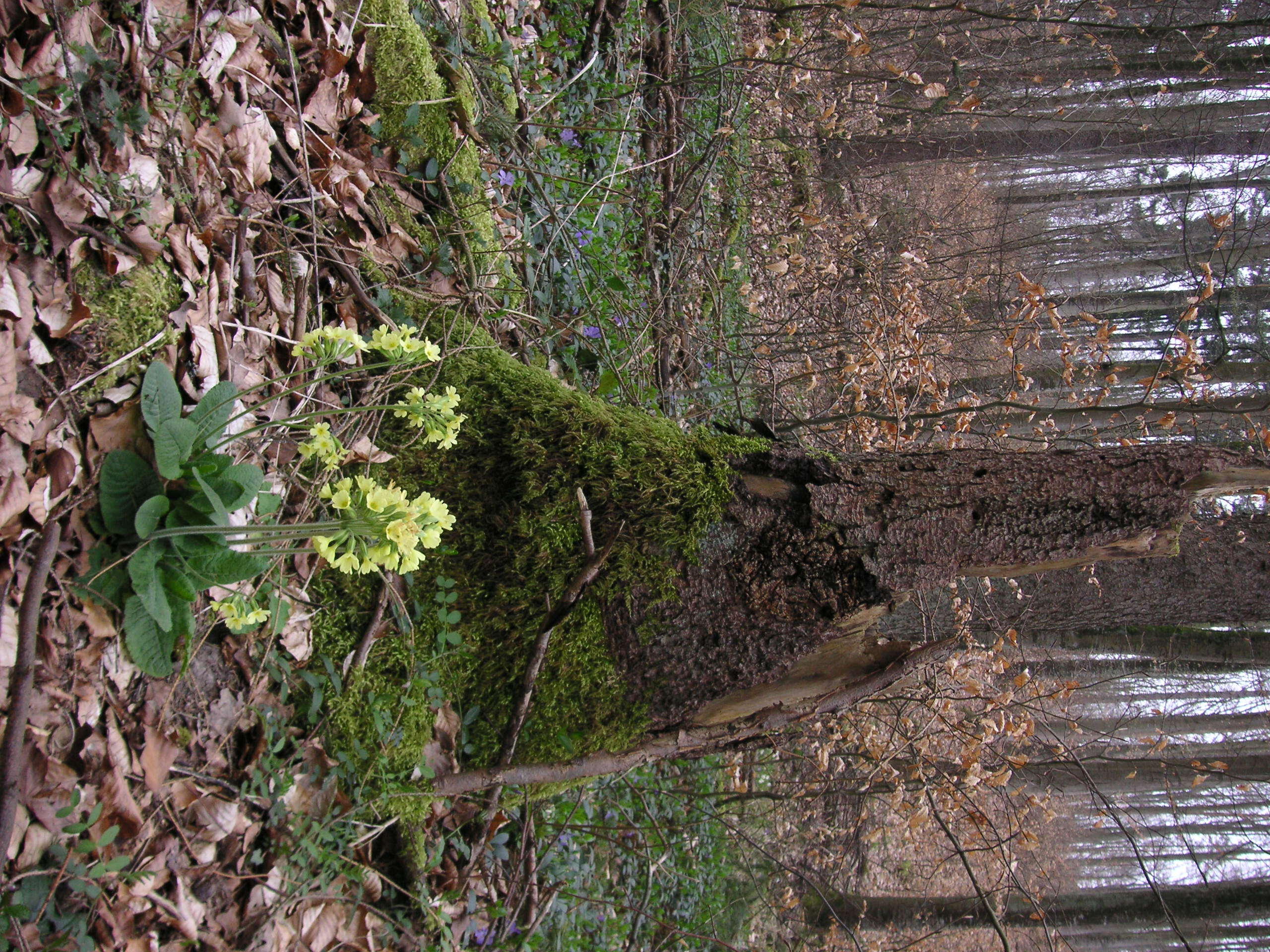 Image of oxlip